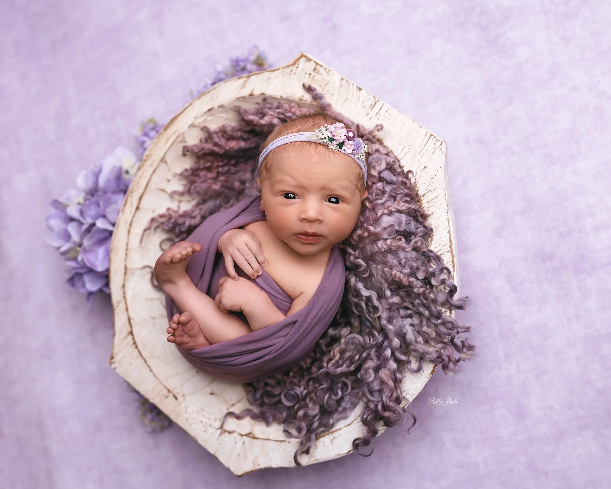 Enchanting Lavender - Petite